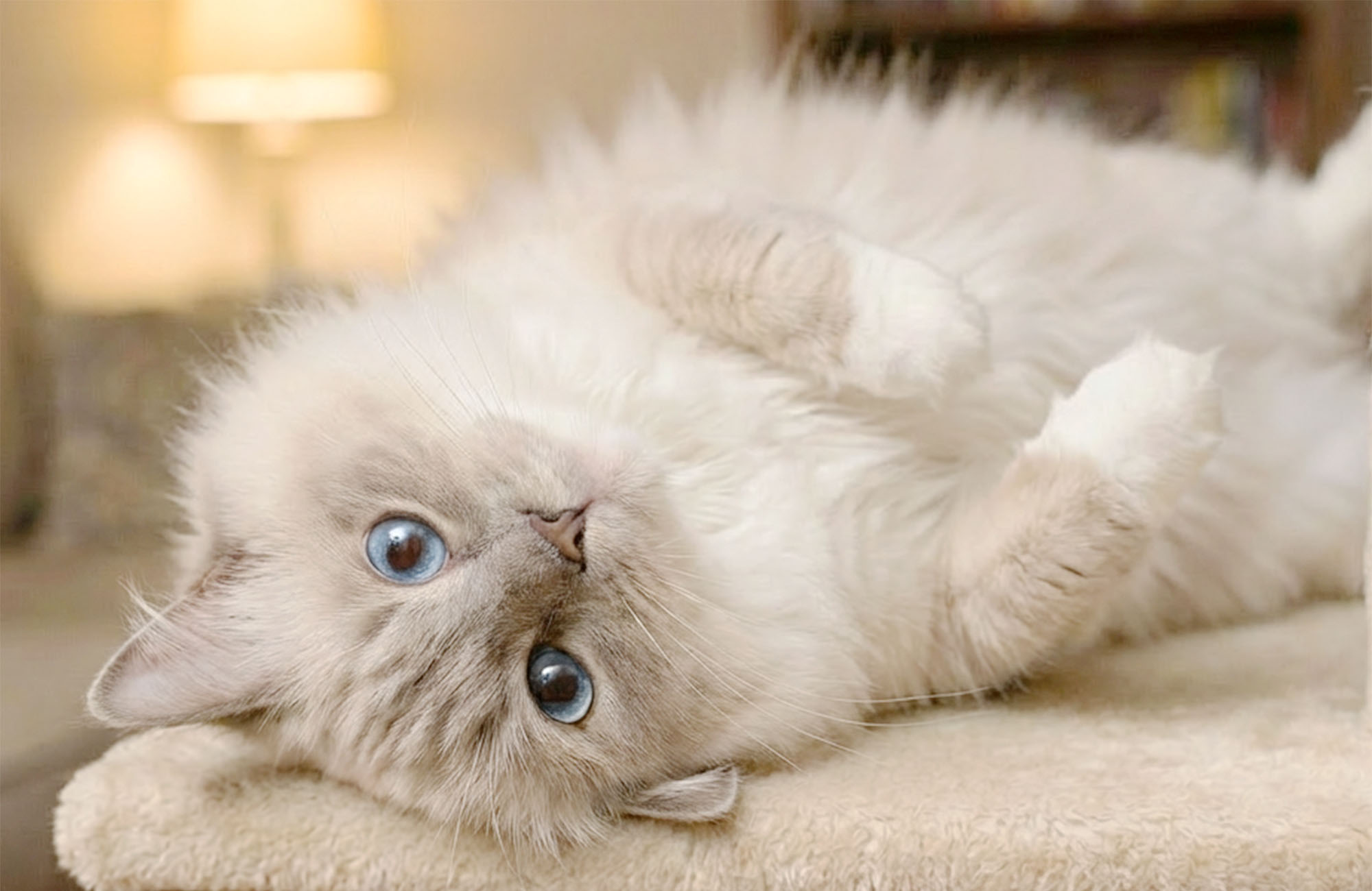 保護猫カフェの猫